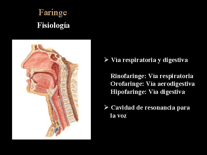 Faringe Fisiología Ø Vía respiratoria y digestiva Rinofaringe: Vía respiratoria Orofaringe: Vía aerodigestiva Hipofaringe: