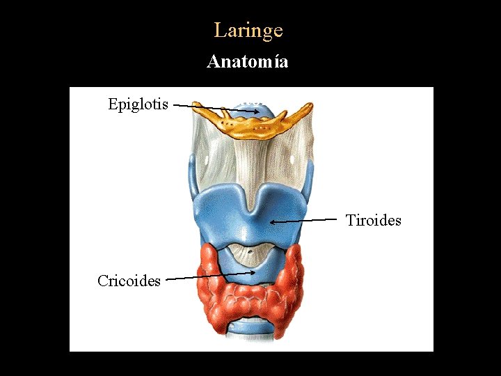 Laringe Anatomía Epiglotis Anatomía Tiroides Cricoides 