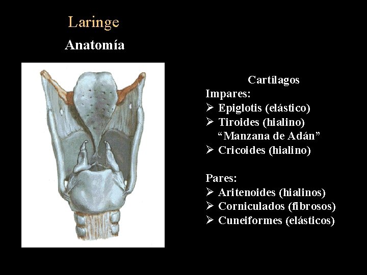 Laringe Anatomía Cartílagos Impares: Ø Epiglotis (elástico) Ø Tiroides (hialino) “Manzana de Adán” Ø