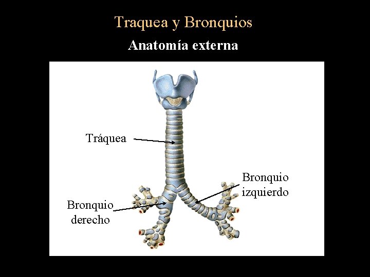 Traquea y Bronquios Anatomía externa Tráquea Bronquio derecho Bronquio izquierdo 