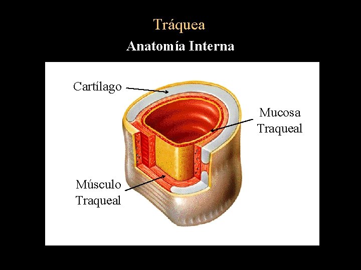 Tráquea Anatomía Interna Cartílago Mucosa Traqueal Músculo Traqueal 