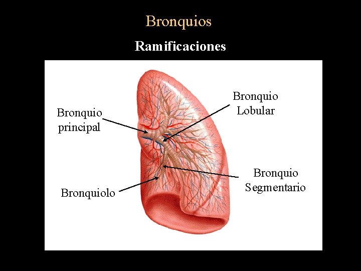 Bronquios Ramificaciones Bronquio principal Bronquiolo Bronquio Lobular Bronquio Segmentario 