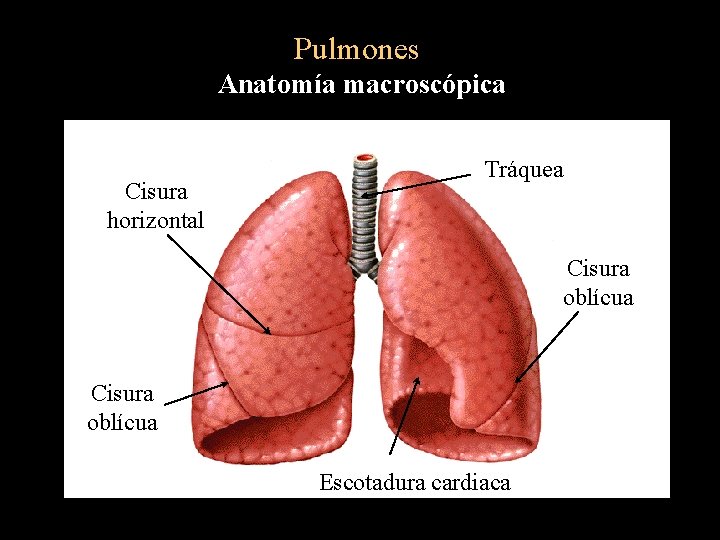 Pulmones Anatomía macroscópica Cisura horizontal Tráquea Cisura oblícua Escotadura cardiaca 