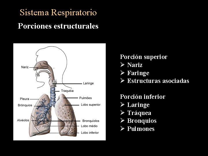 Sistema Respiratorio Porciones estructurales Porción superior Ø Nariz Ø Faringe Ø Estructuras asociadas Porción