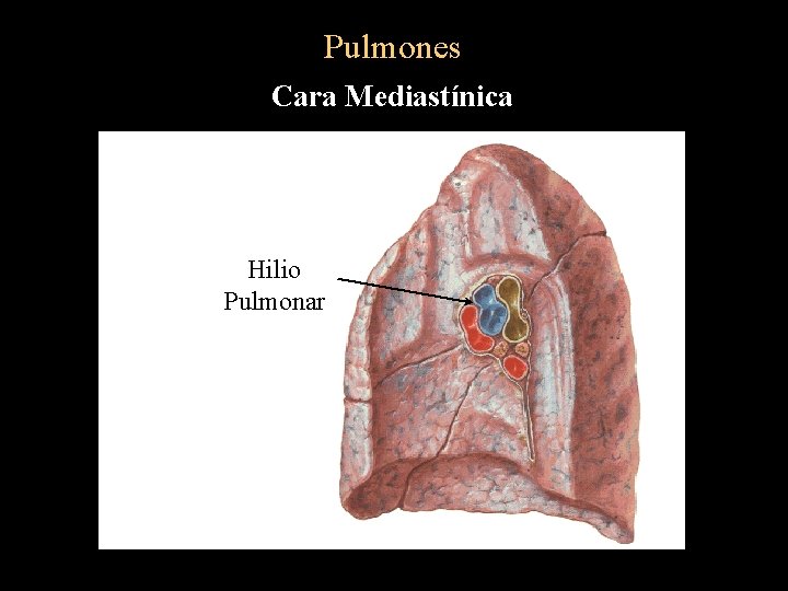 Pulmones Cara Mediastínica Hilio Pulmonar 