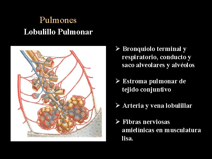 Pulmones Lobulillo Pulmonar Ø Bronquiolo terminal y respiratorio, conducto y saco alveolares y alvéolos