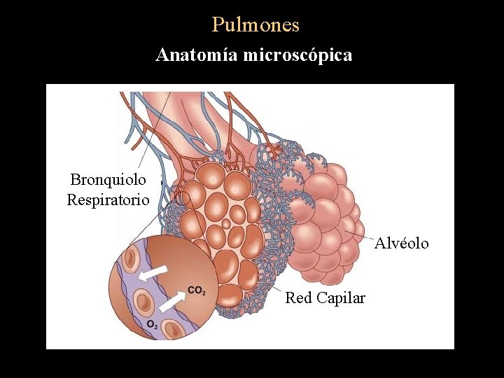 Pulmones Anatomía microscópica Bronquiolo Respiratorio Alvéolo Red Capilar 