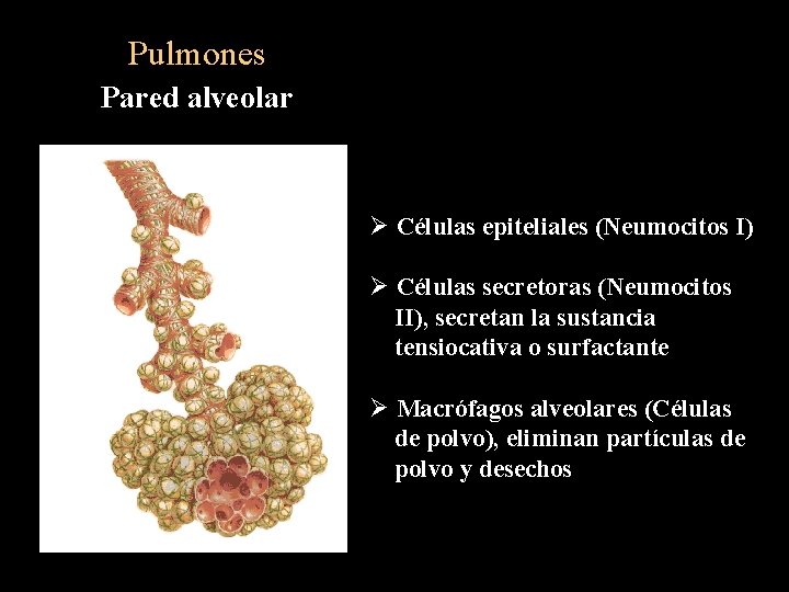 Pulmones Pared alveolar Ø Células epiteliales (Neumocitos I) Ø Células secretoras (Neumocitos II), secretan