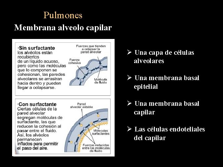 Pulmones Membrana alveolo capilar Ø Una capa de células alveolares Ø Una membrana basal