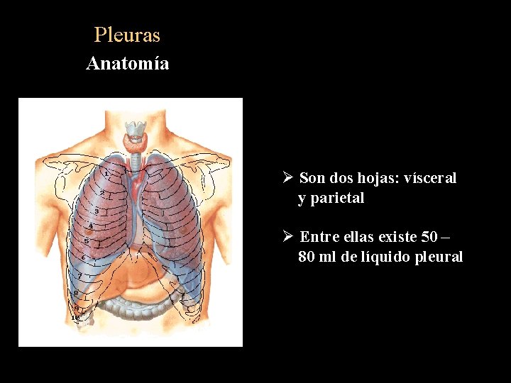 Pleuras Anatomía Ø Son dos hojas: vísceral y parietal Ø Entre ellas existe 50