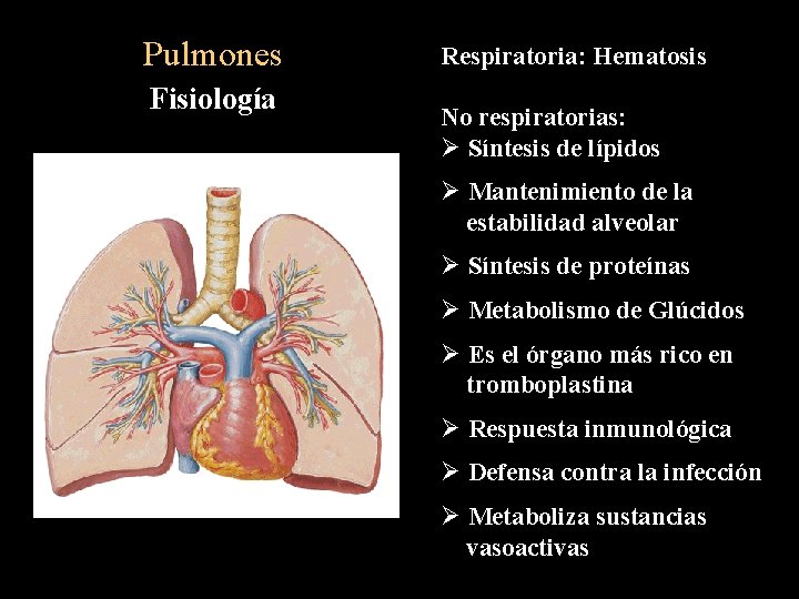 Pulmones Fisiología Respiratoria: Hematosis No respiratorias: Ø Síntesis de lípidos Ø Mantenimiento de la