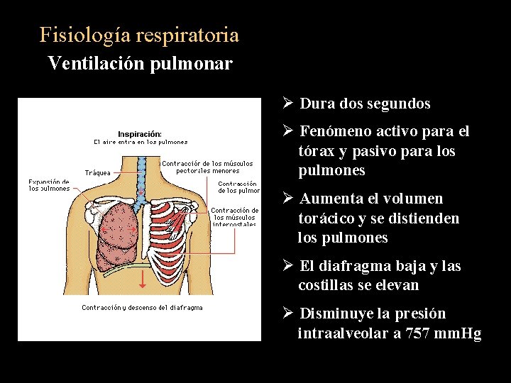 Fisiología respiratoria Ventilación pulmonar Ø Dura dos segundos Ø Fenómeno activo para el tórax