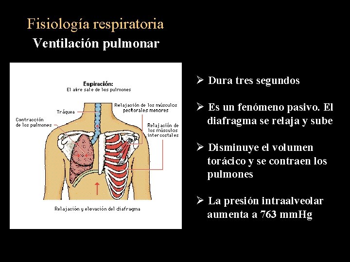 Fisiología respiratoria Ventilación pulmonar Ø Dura tres segundos Ø Es un fenómeno pasivo. El