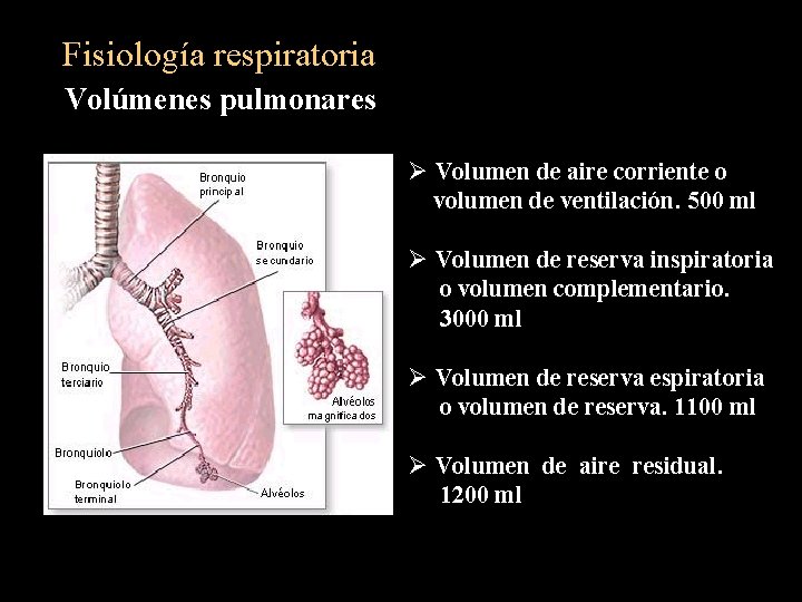 Fisiología respiratoria Volúmenes pulmonares Ø Volumen de aire corriente o volumen de ventilación. 500