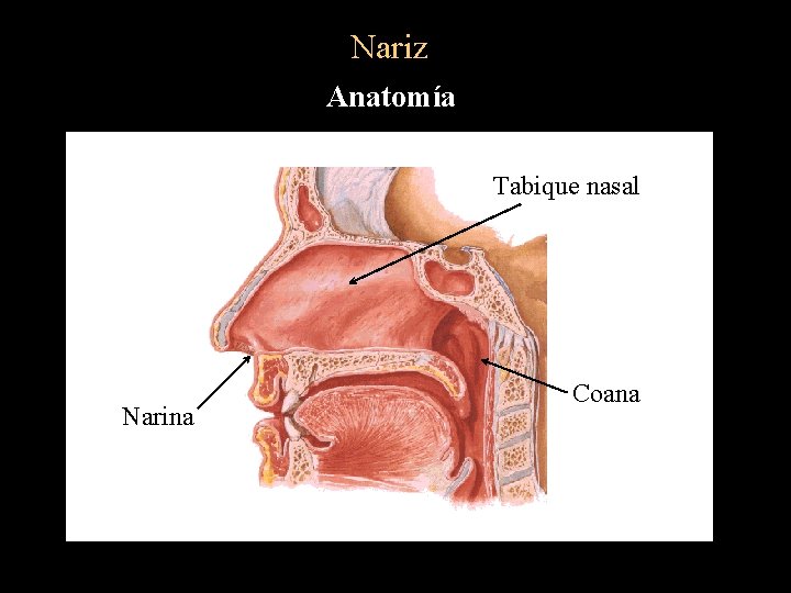 Nariz Anatomía Tabique nasal Narina Coana 