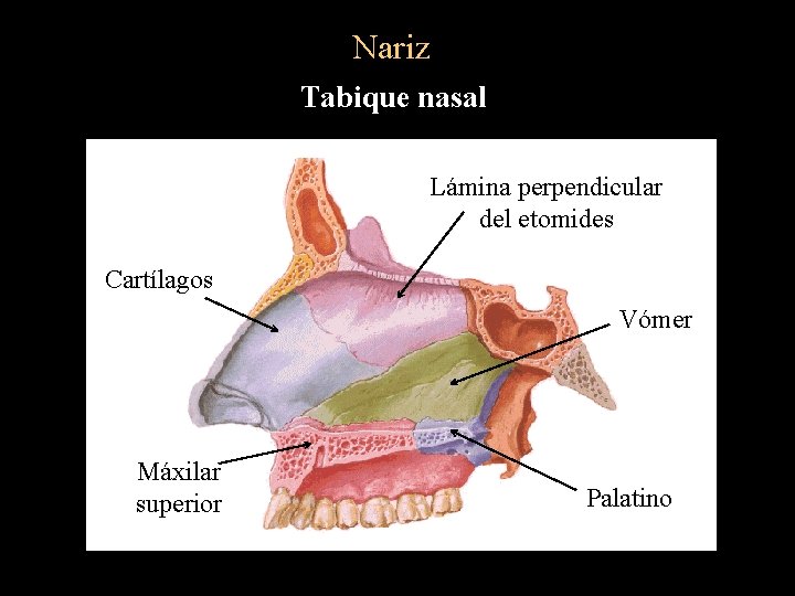 Nariz Tabique nasal Lámina perpendicular del etomides Cartílagos Vómer Máxilar superior Palatino 