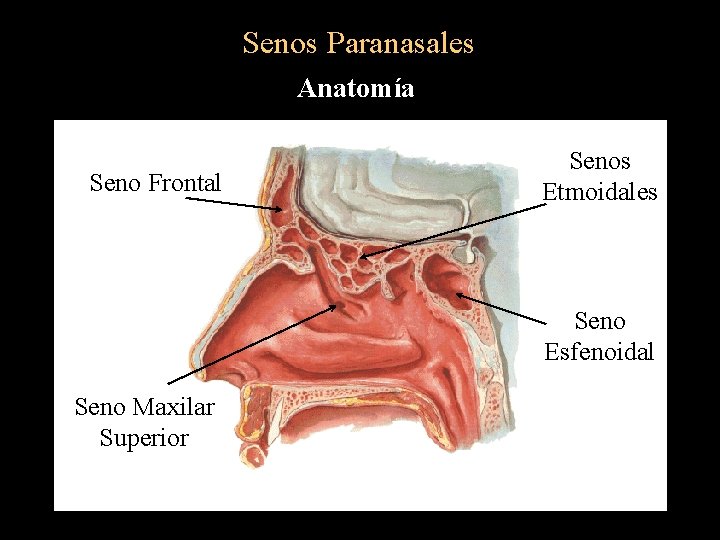 Senos Paranasales Anatomía Seno Frontal Senos Etmoidales Seno Esfenoidal Seno Maxilar Superior 