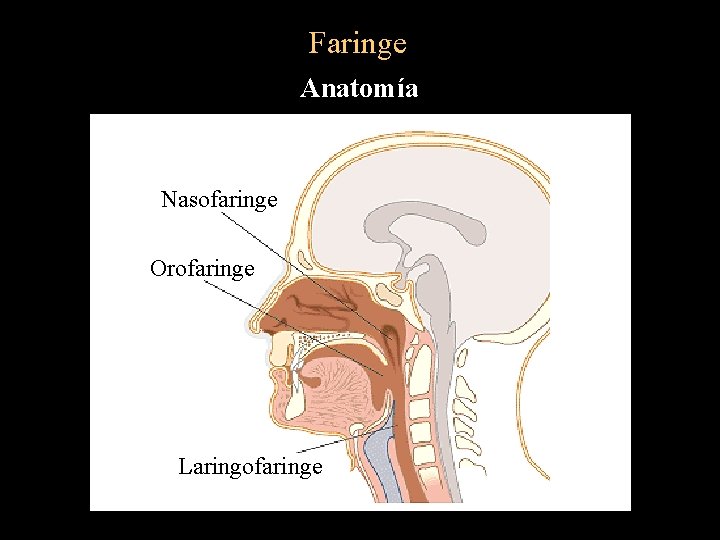 Faringe Anatomía Nasofaringe Orofaringe Laringofaringe 