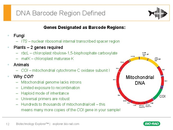 DNA Barcode Region Defined Genes Designated as Barcode Regions: § Fungi – ITS –