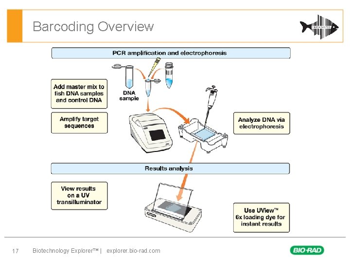 Barcoding Overview 17 Biotechnology Explorer™ | explorer. bio-rad. com 