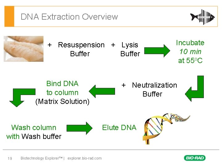 DNA Extraction Overview + Resuspension + Lysis Buffer Bind DNA to column (Matrix Solution)