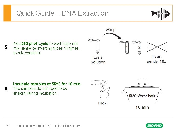 Quick Guide – DNA Extraction 5 Add 250 µl of Lysis to each tube