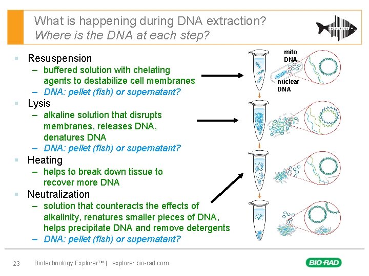 What is happening during DNA extraction? Where is the DNA at each step? §