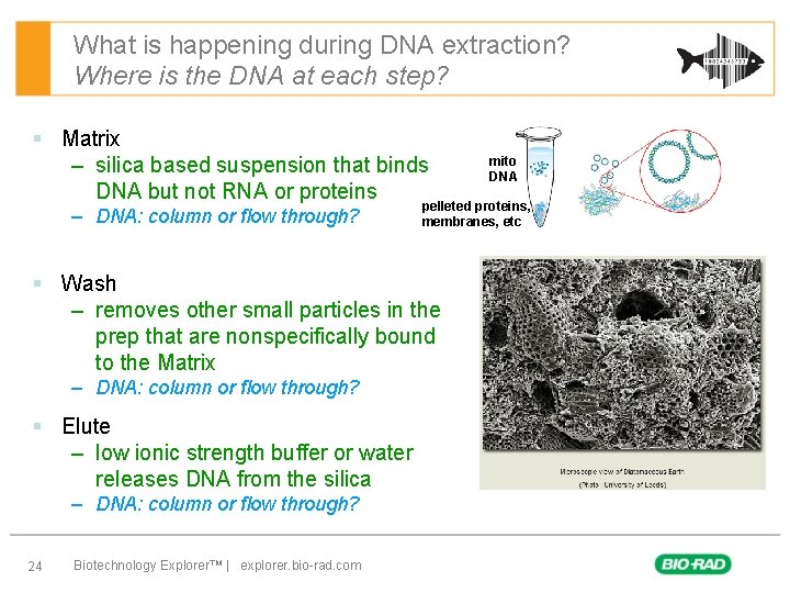 What is happening during DNA extraction? Where is the DNA at each step? §