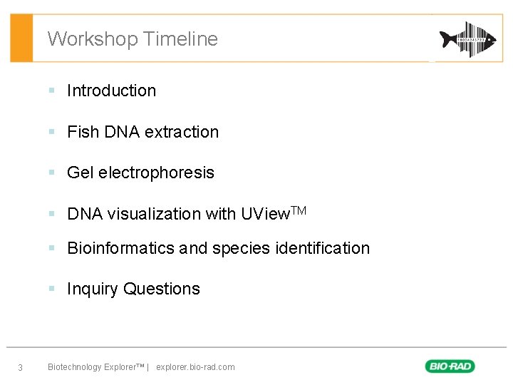 Workshop Timeline § Introduction § Fish DNA extraction § Gel electrophoresis § DNA visualization