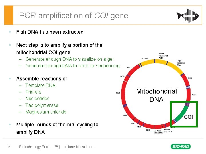 PCR amplification of COI gene § Fish DNA has been extracted § Next step