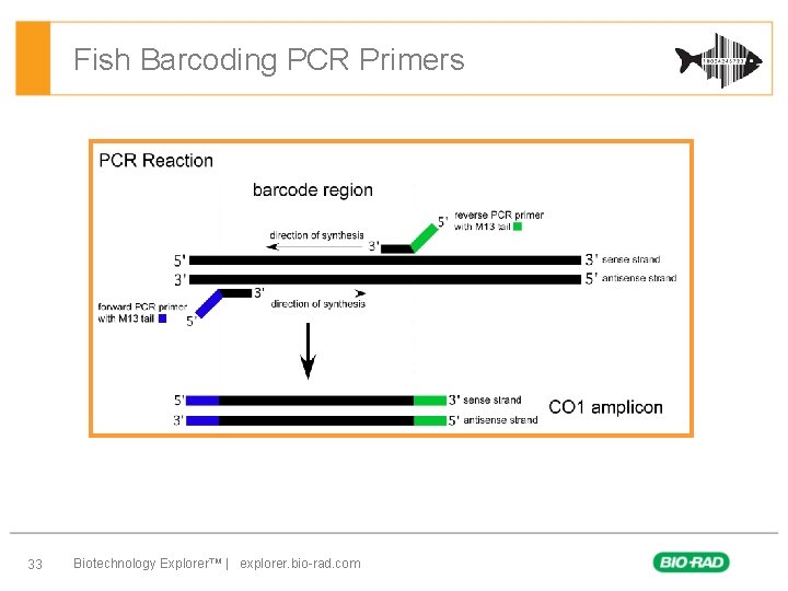 Fish Barcoding PCR Primers 33 Biotechnology Explorer™ | explorer. bio-rad. com 