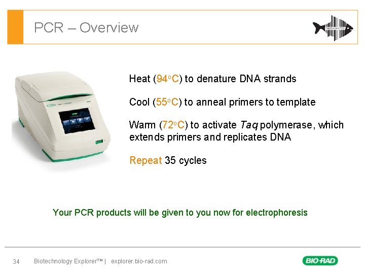 PCR – Overview Heat (94 o. C) to denature DNA strands Cool (55 o.