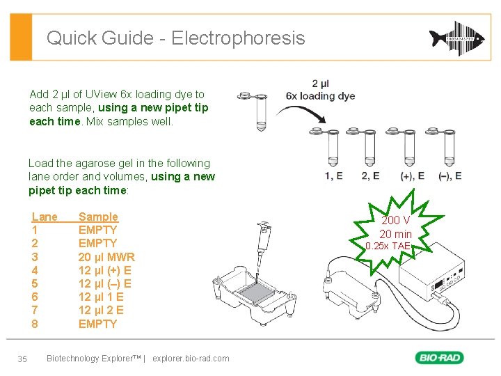 Quick Guide - Electrophoresis Add 2 µl of UView 6 x loading dye to