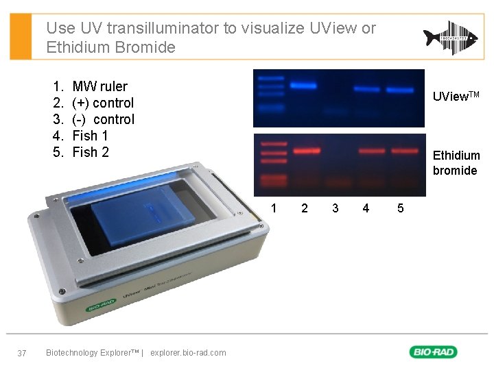 Use UV transilluminator to visualize UView or Ethidium Bromide 1. 2. 3. 4. 5.