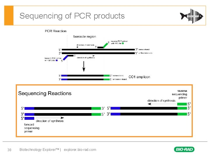 Sequencing of PCR products 38 Biotechnology Explorer™ | explorer. bio-rad. com 