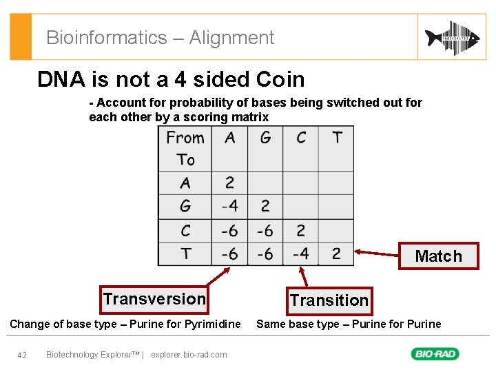 Bioinformatics – Alignment DNA is not a 4 sided Coin - Account for probability