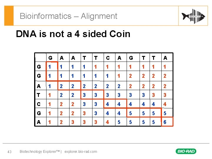Bioinformatics – Alignment DNA is not a 4 sided Coin 43 G A A