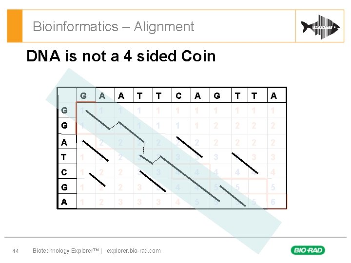Bioinformatics – Alignment DNA is not a 4 sided Coin 44 G A A