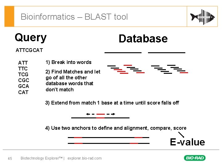 Bioinformatics – BLAST tool Query Database ATTCGCAT ATT TTC TCG CGC GCA CAT 1)