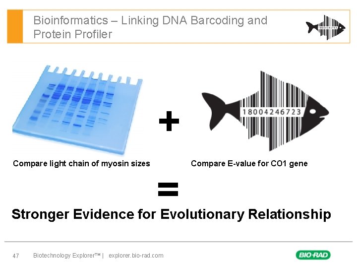 Bioinformatics – Linking DNA Barcoding and Protein Profiler + Compare light chain of myosin