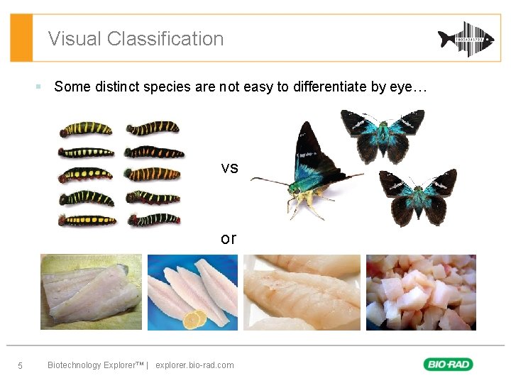 Visual Classification § Some distinct species are not easy to differentiate by eye… vs