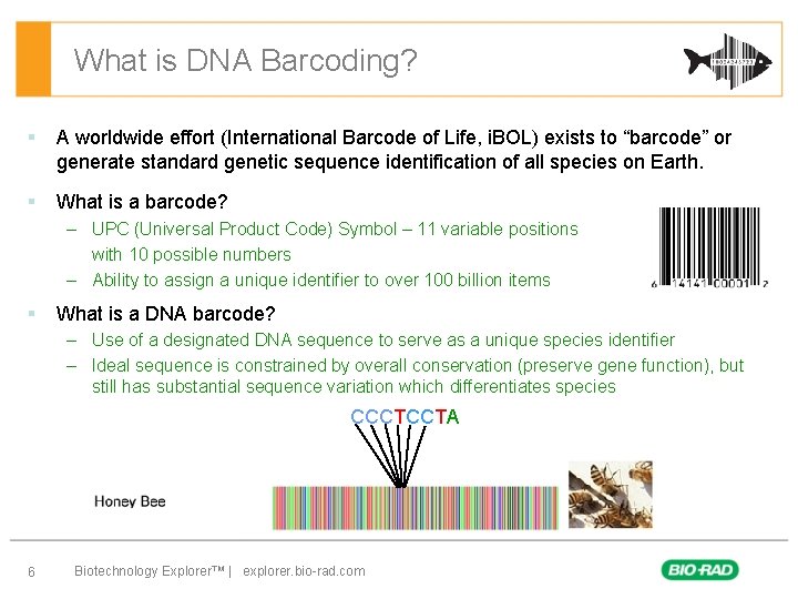 What is DNA Barcoding? § A worldwide effort (International Barcode of Life, i. BOL)