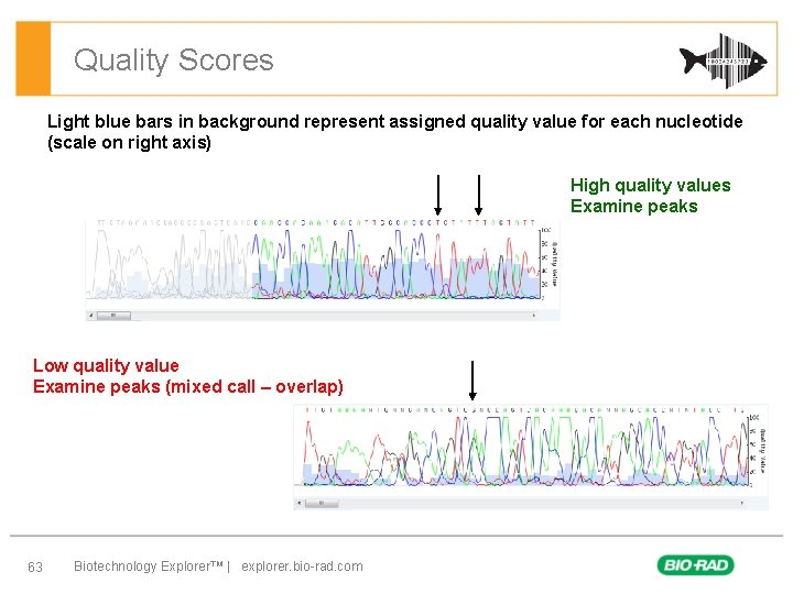 Quality Scores Light blue bars in background represent assigned quality value for each nucleotide