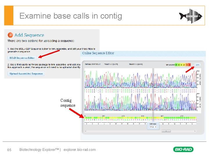 Examine base calls in contig Contig sequence 65 Biotechnology Explorer™ | explorer. bio-rad. com