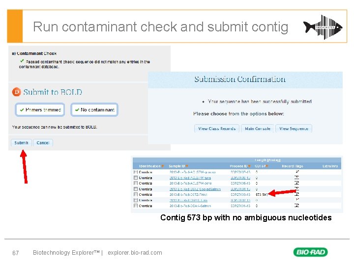 Run contaminant check and submit contig Contig 573 bp with no ambiguous nucleotides 67