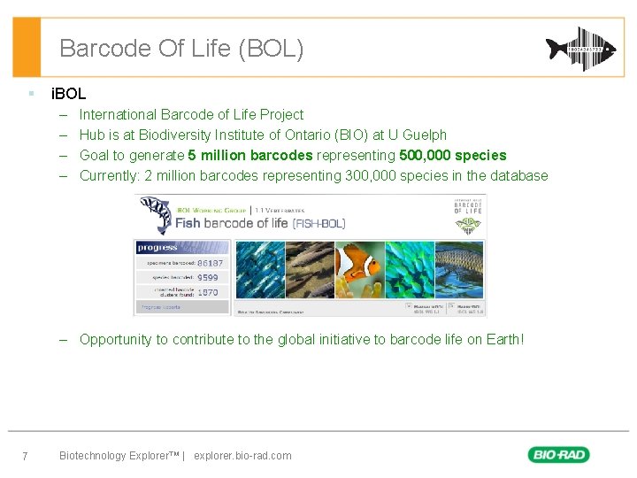 Barcode Of Life (BOL) § i. BOL – – International Barcode of Life Project