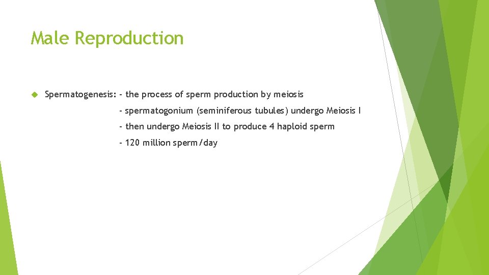 Male Reproduction Spermatogenesis: - the process of sperm production by meiosis - spermatogonium (seminiferous