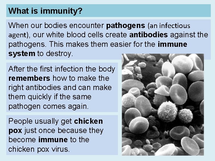 What is immunity? When our bodies encounter pathogens (an infectious agent), our white blood