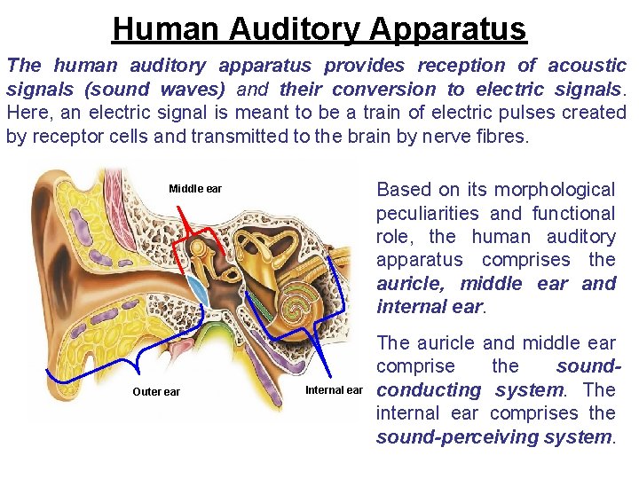 Human Auditory Apparatus The human auditory apparatus provides reception of acoustic signals (sound waves)