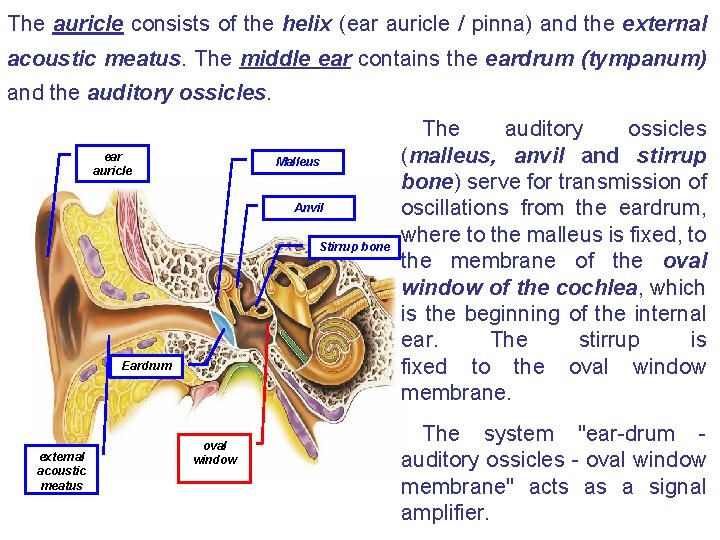 The auricle consists of the helix (ear auricle / pinna) and the external acoustic